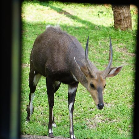 Giraffe Plains Villa Marloth Park Bagian luar foto