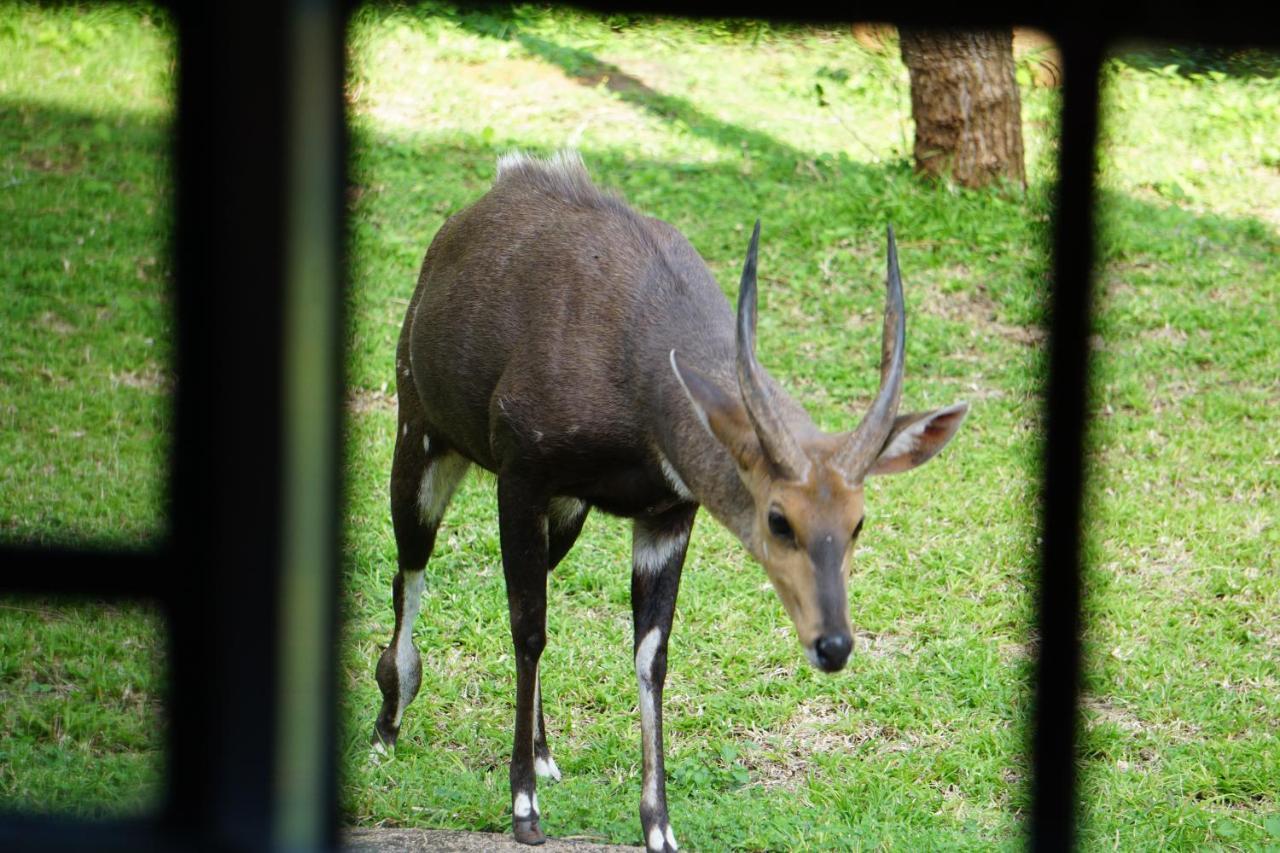 Giraffe Plains Villa Marloth Park Bagian luar foto