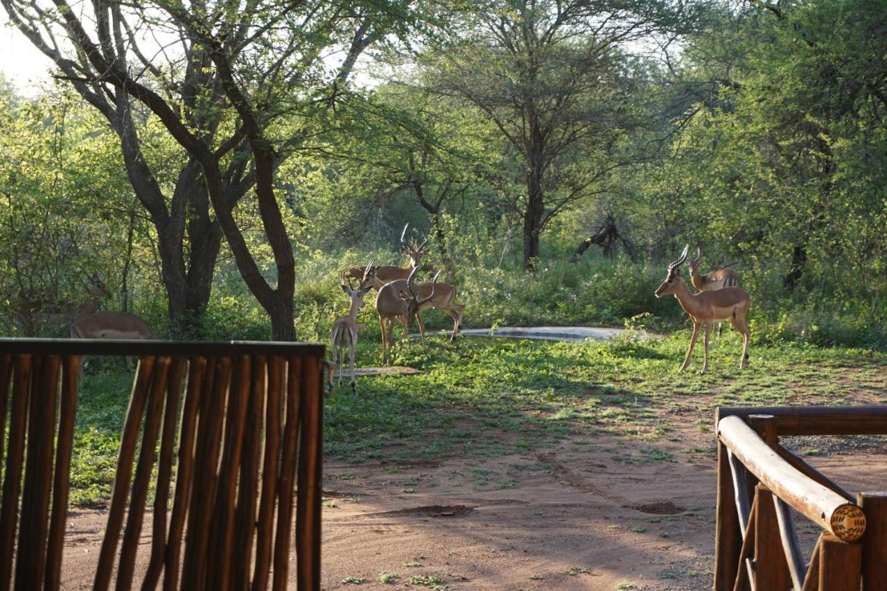 Giraffe Plains Villa Marloth Park Bagian luar foto